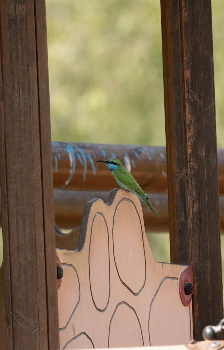 Arabian Green Bee-eater - ML647192220