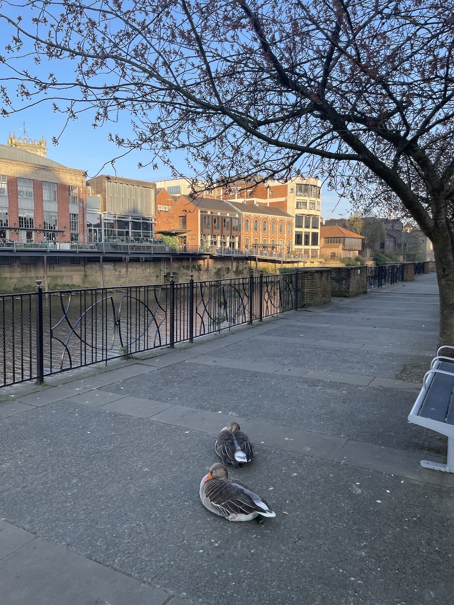 Graylag Goose - ML647192226