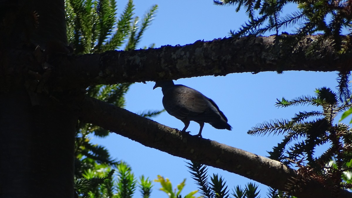 アカメバト - ML647192231