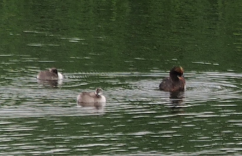 Eared Grebe - ML647192235