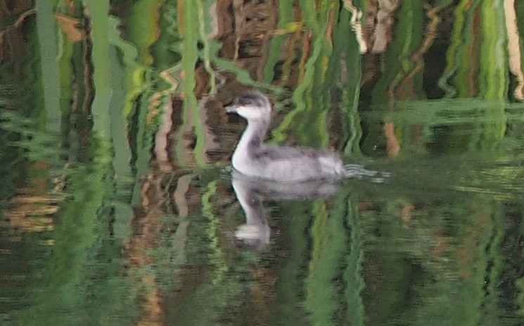 Eared Grebe - ML647192236