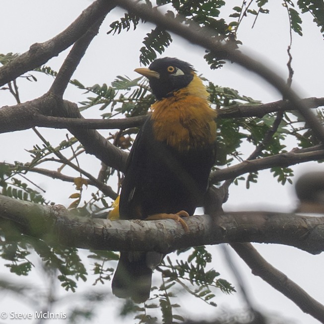 Golden Myna - ML647192246