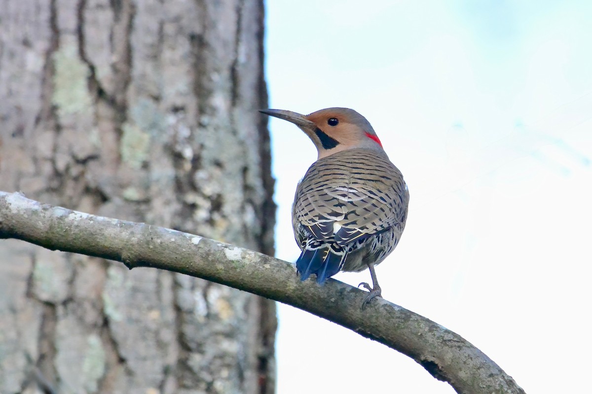 Northern Flicker - ML647192256