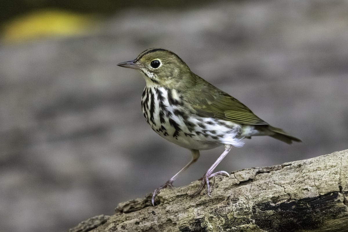 カマドムシクイ - ML647192272