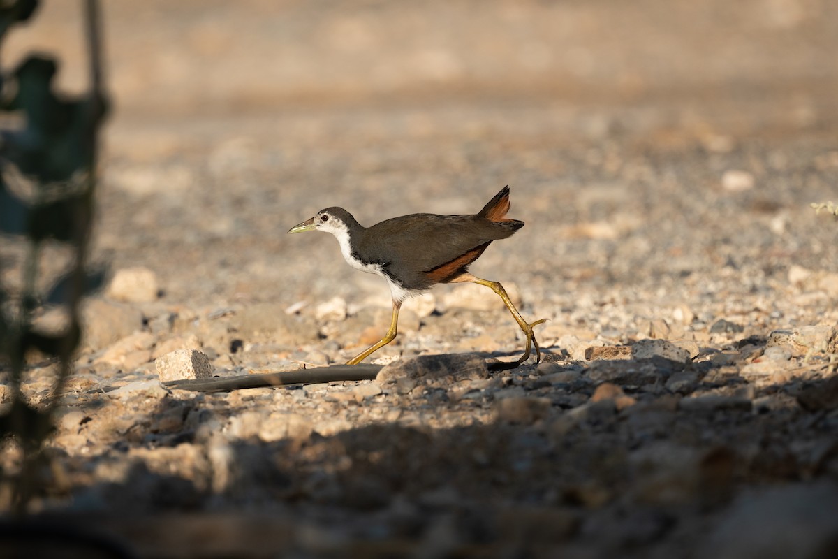 White-breasted Waterhen - ML647192280