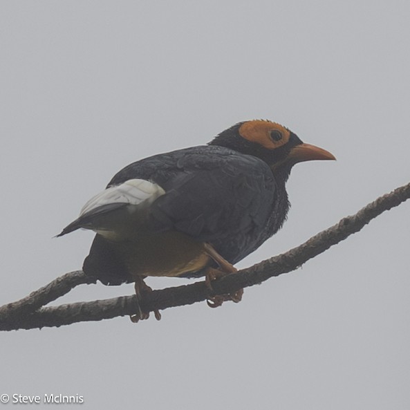 キガオムクドリ - ML647192282