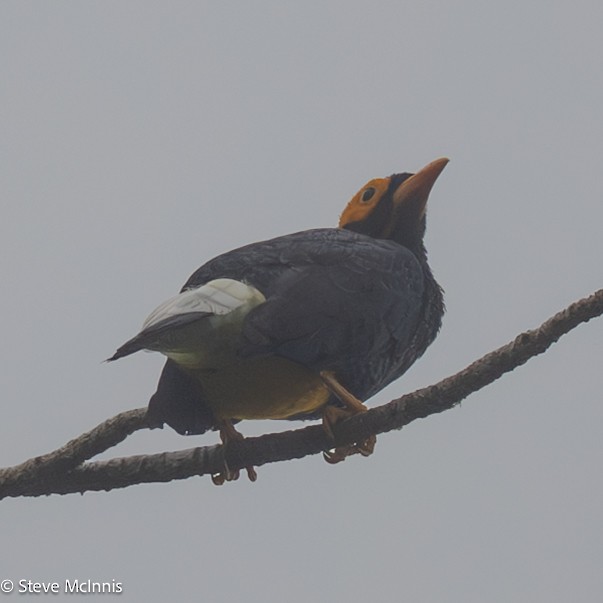 キガオムクドリ - ML647192283