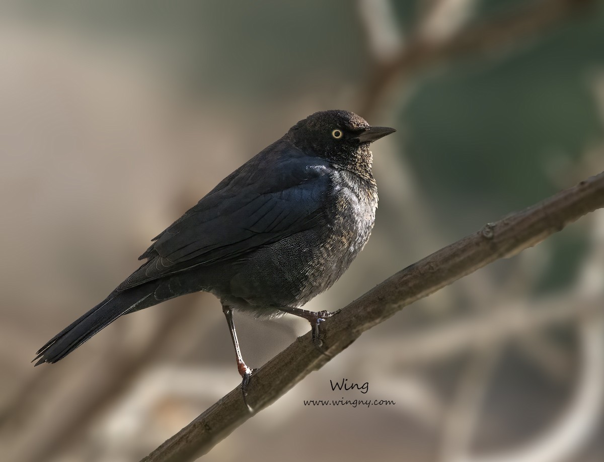 Rusty Blackbird - ML647192289