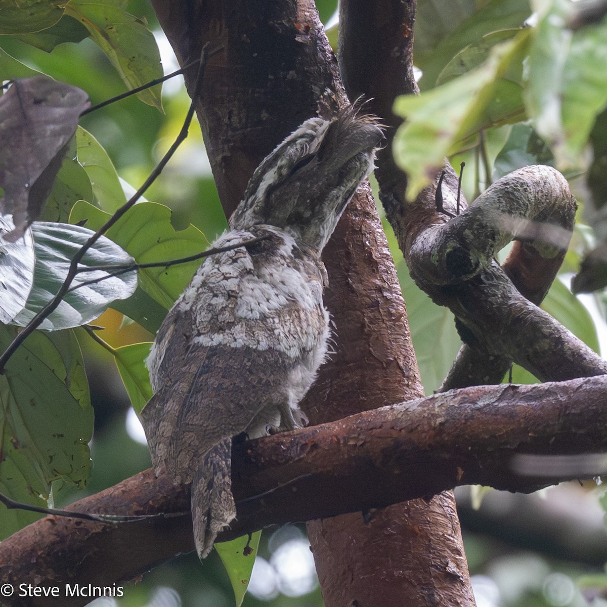 Podarge papou - ML647192293