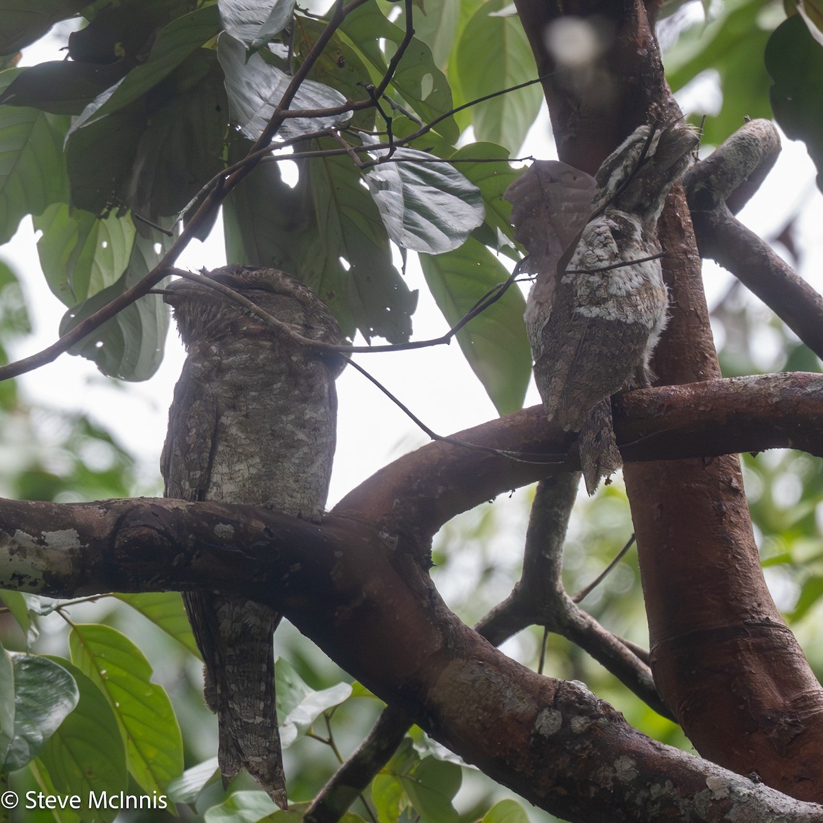 Podarge papou - ML647192294