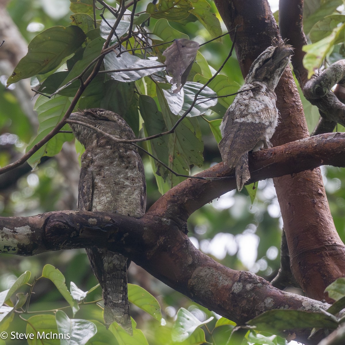 Podarge papou - ML647192295