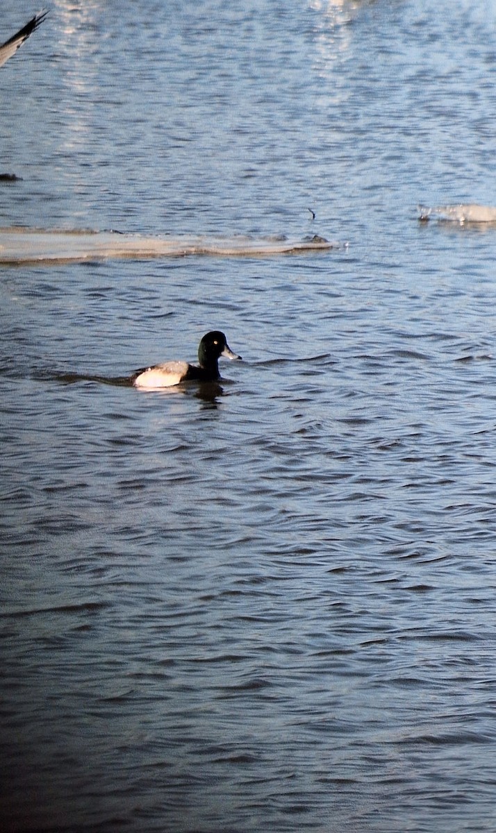 Greater Scaup - ML647192297