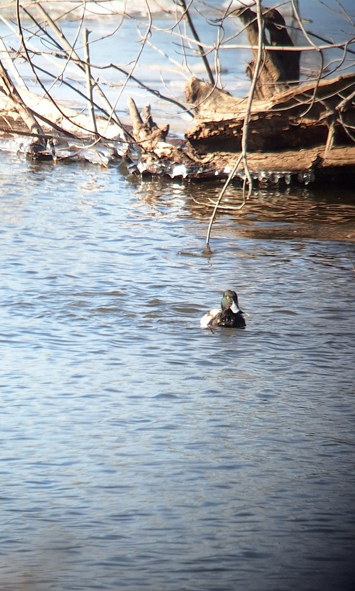 スズガモ - ML647192303