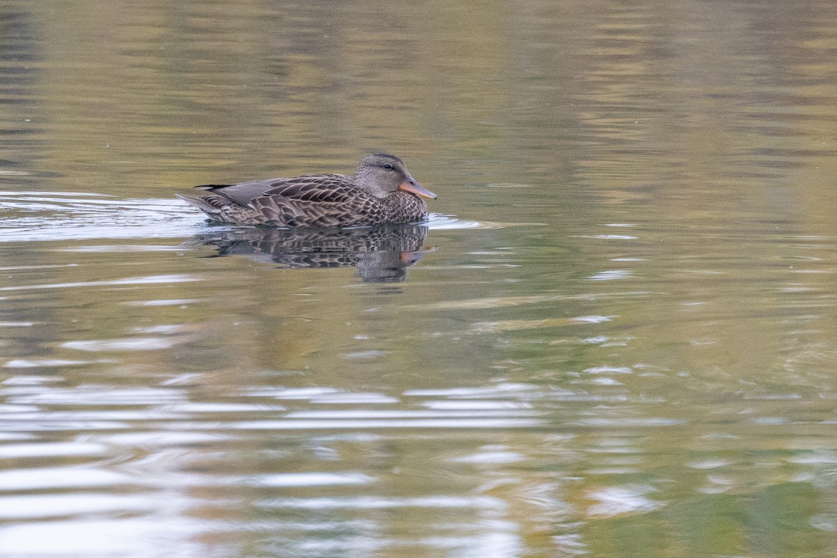 ברווז אפור - ML647192310