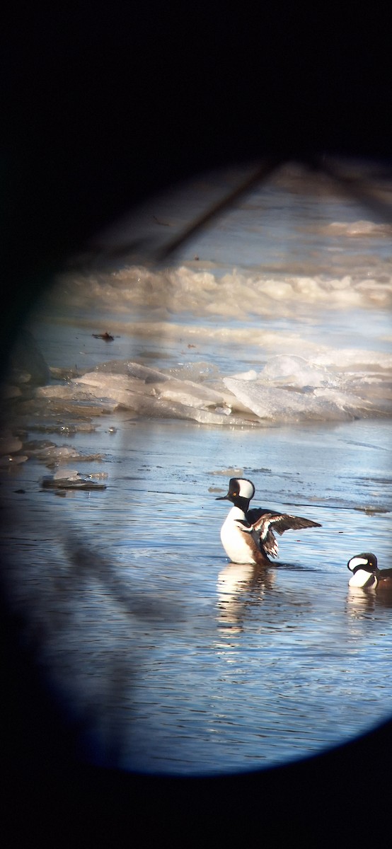 Hooded Merganser - ML647192315