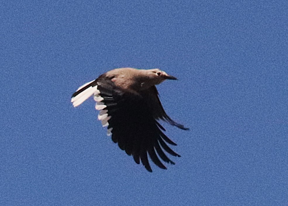 Clark's Nutcracker - ML647192323