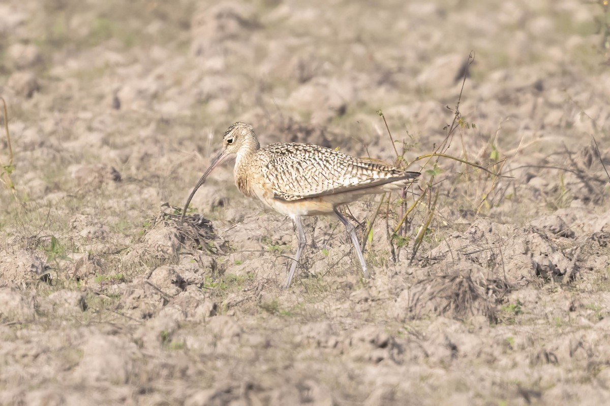 Кульон американський - ML647192332