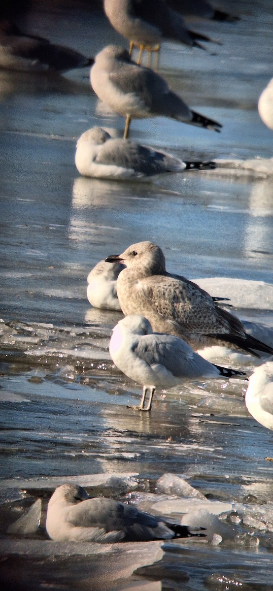 American Herring Gull - ML647192333