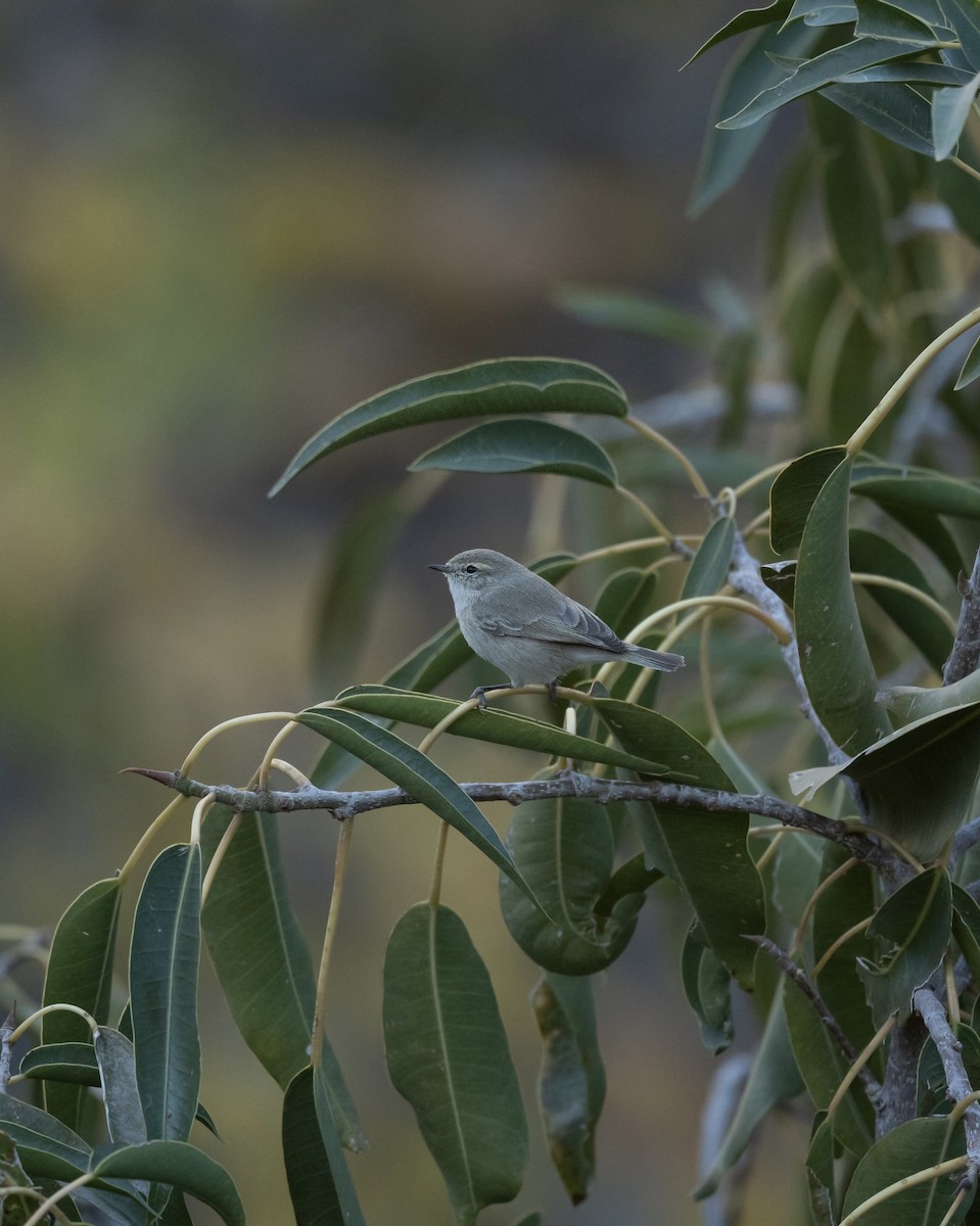 Plain Leaf Warbler - ML647192334