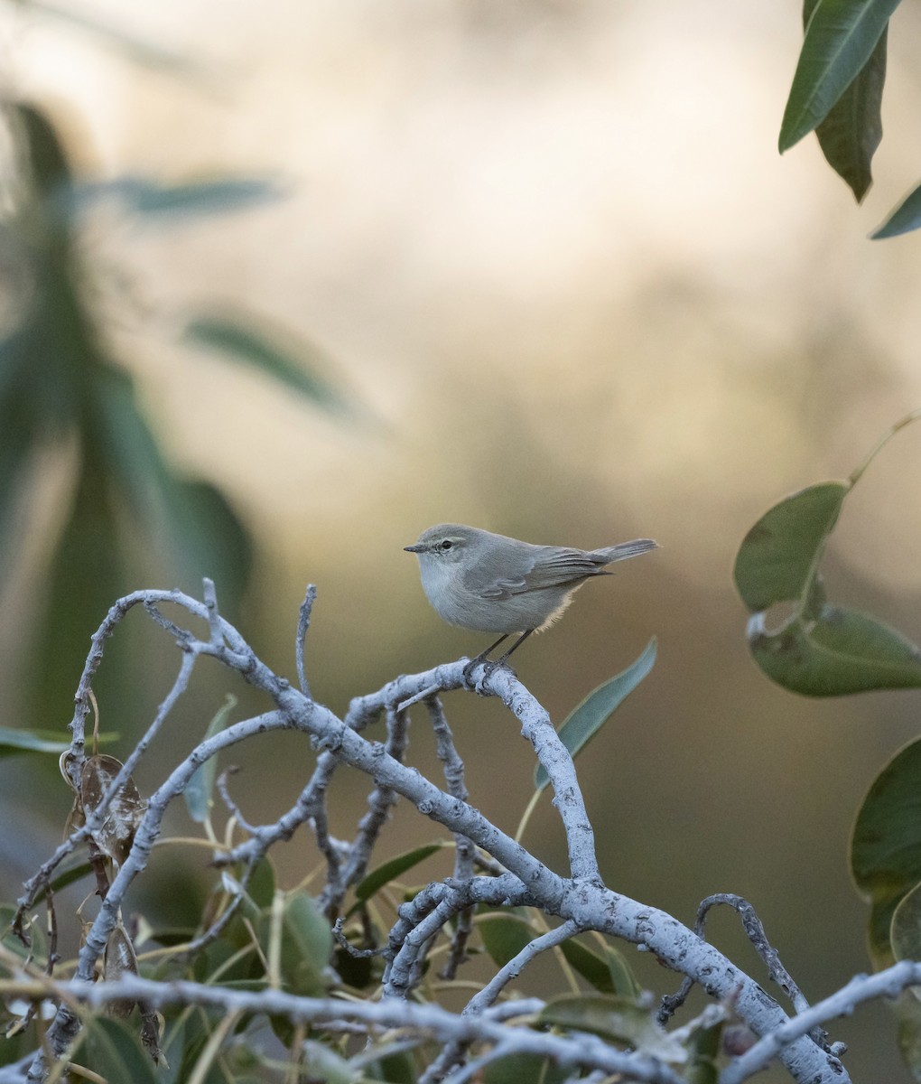 Plain Leaf Warbler - ML647192335