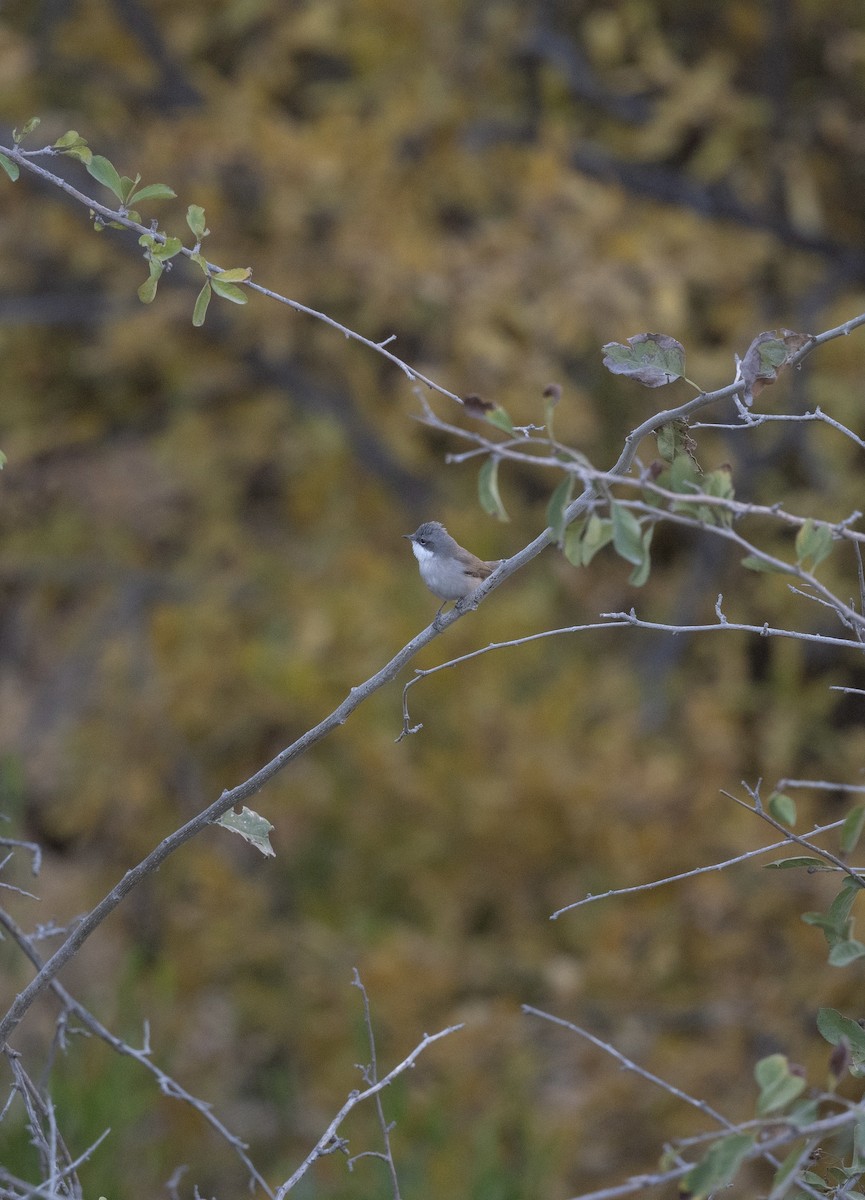 Klappergrasmücke - ML647192344