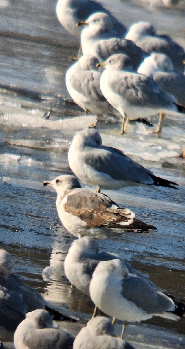 Heringsmöwe - ML647192345