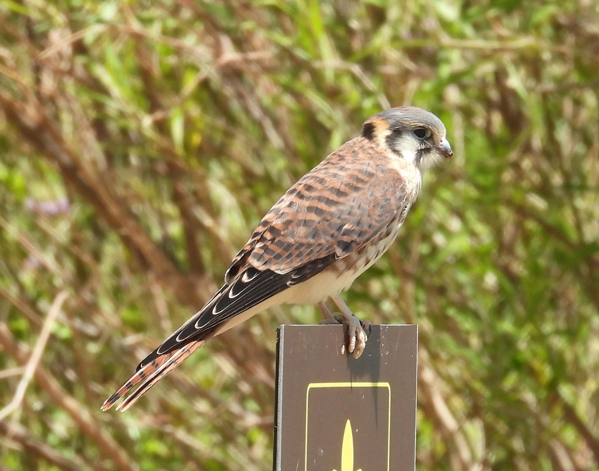 Buntfalke - ML647192346