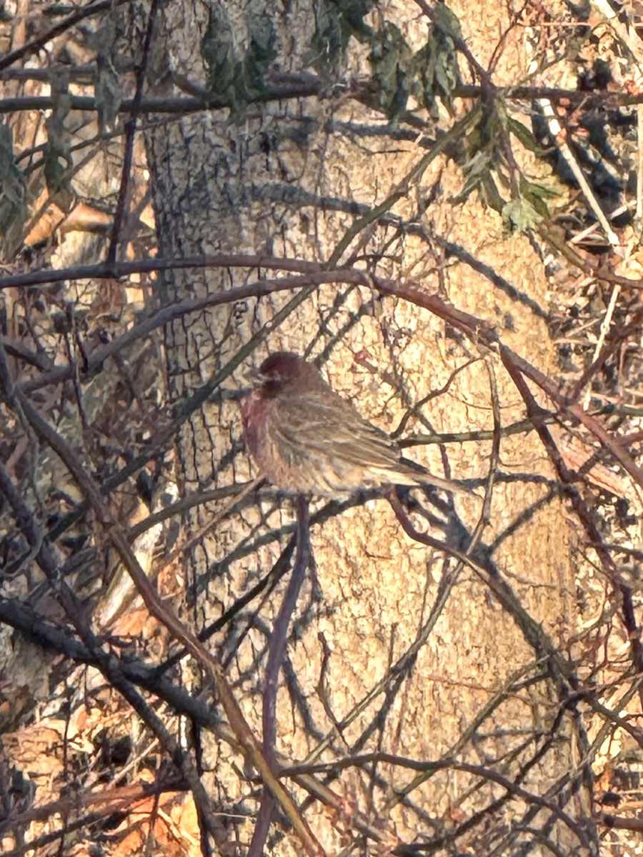 Hausgimpel - ML647192347