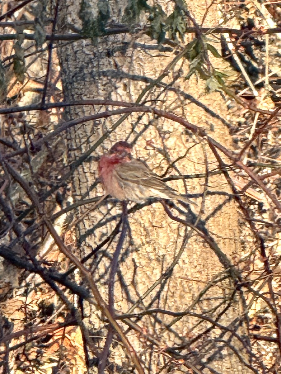 Hausgimpel - ML647192348