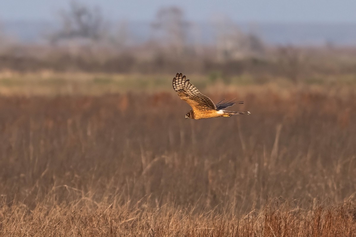 Hudsonweihe - ML647192349