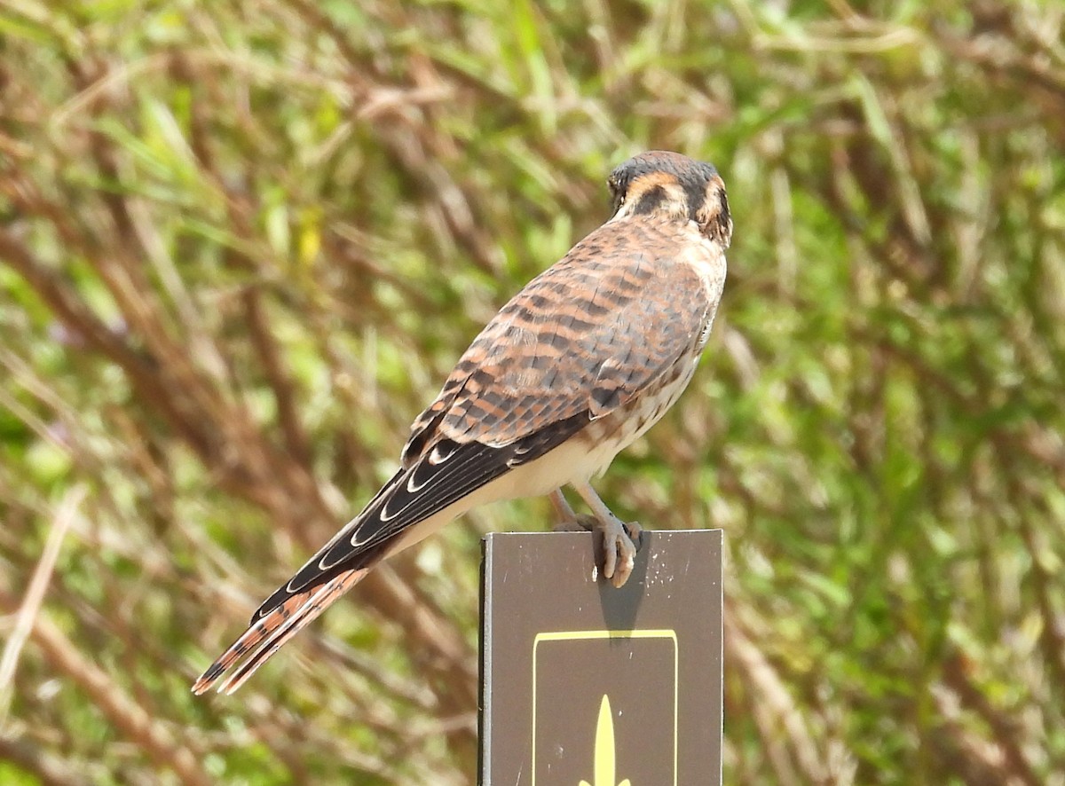 Buntfalke - ML647192350