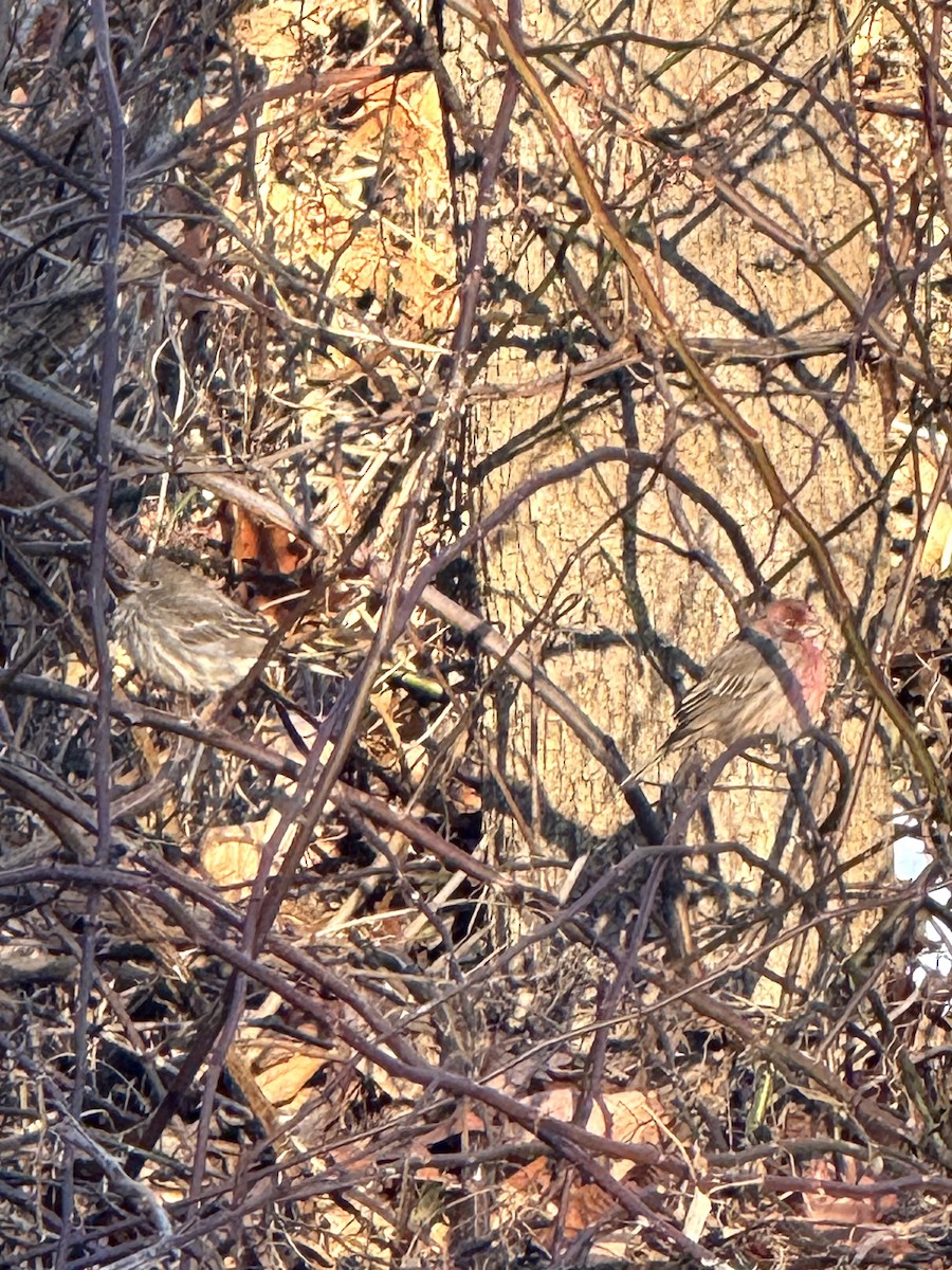 Hausgimpel - ML647192351