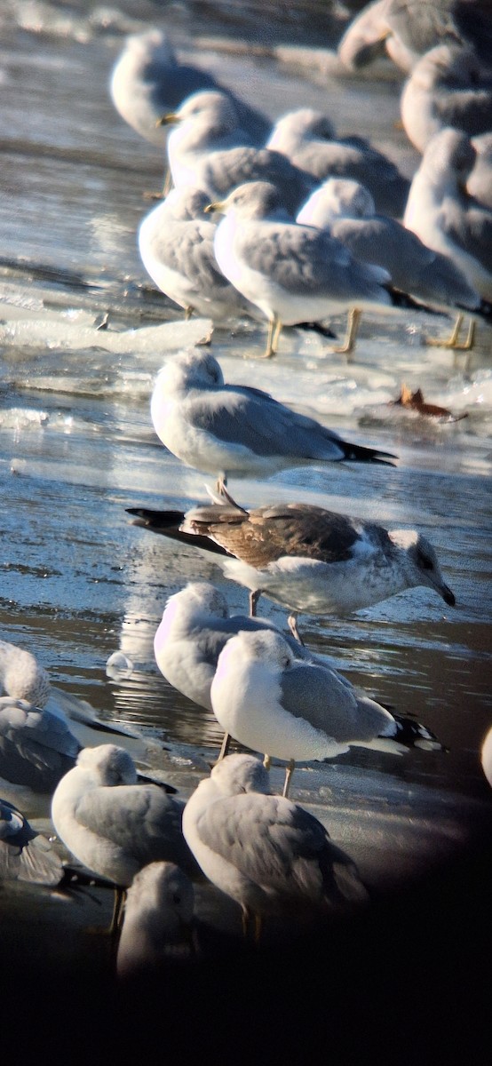 Heringsmöwe - ML647192352