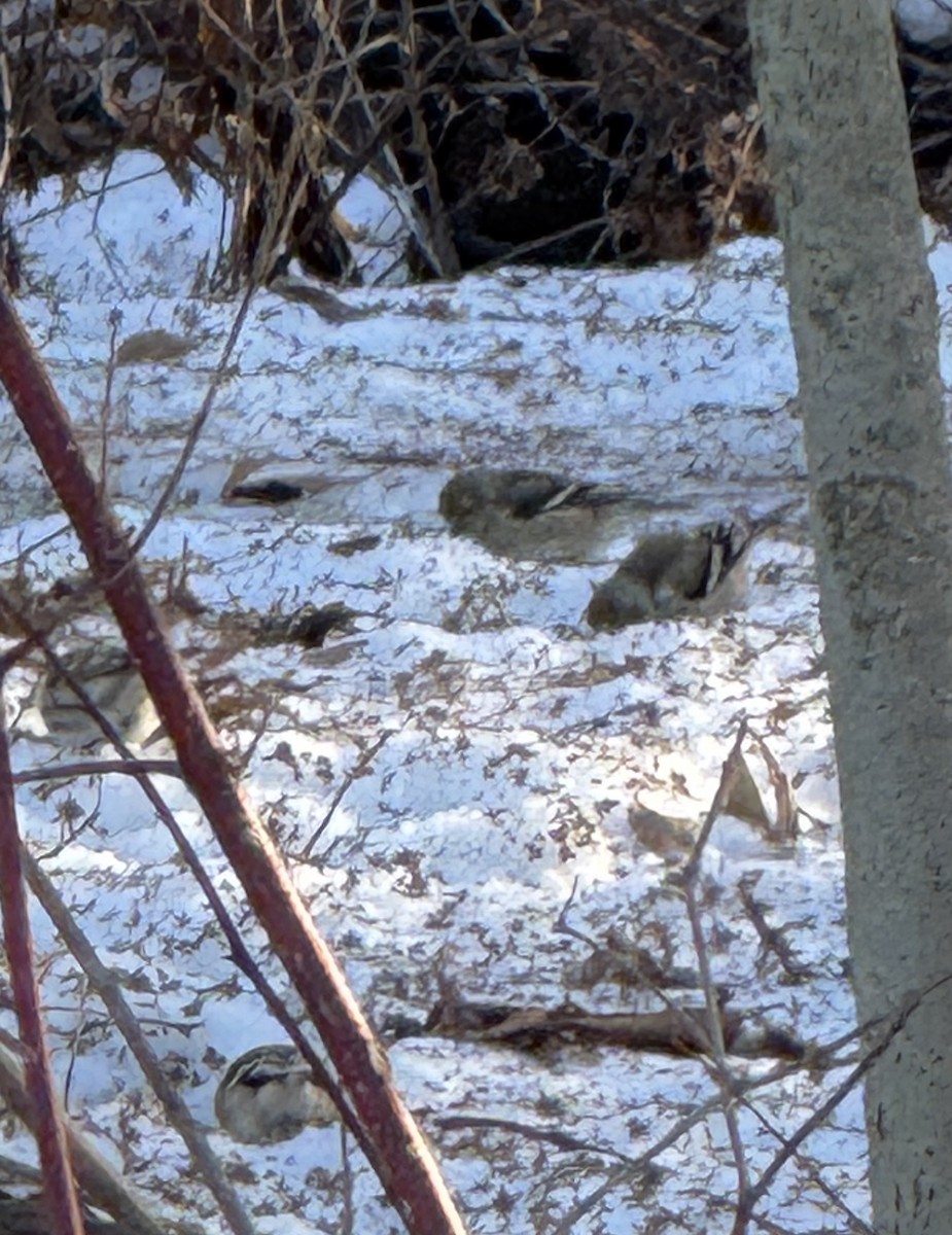 Goldzeisig - ML647192353