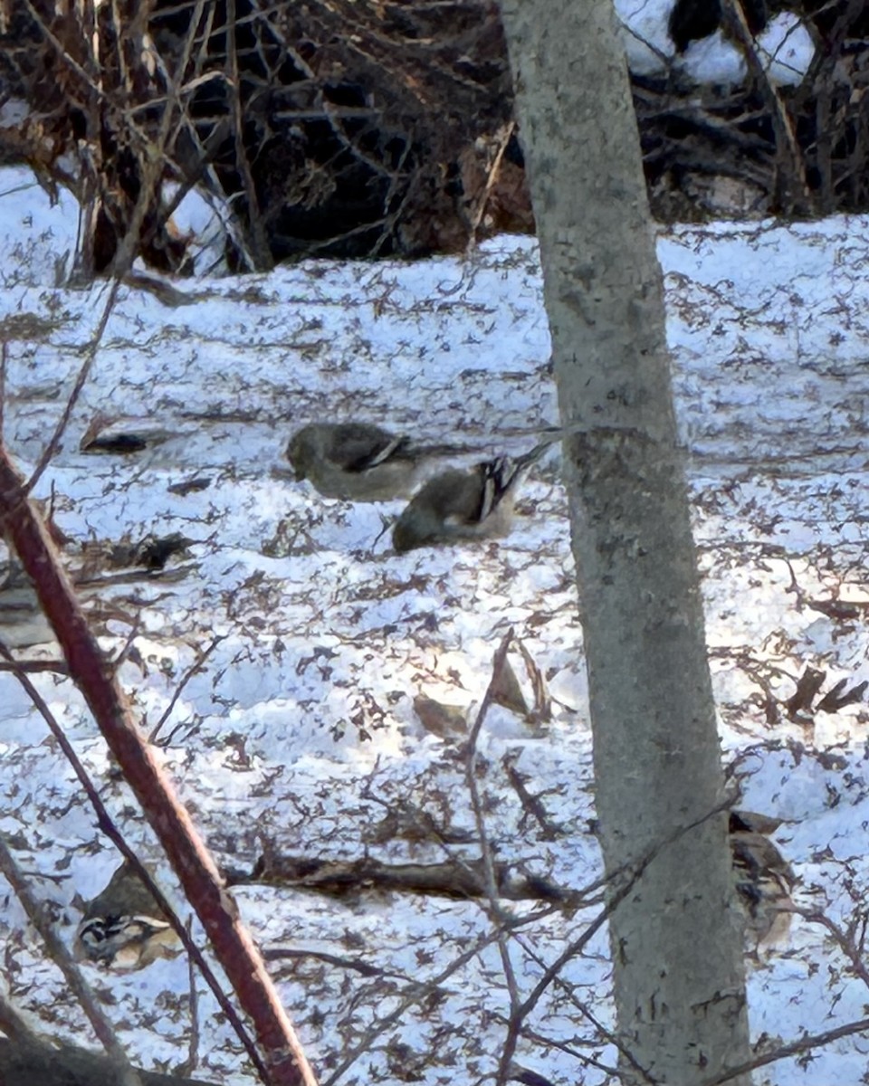 Goldzeisig - ML647192354