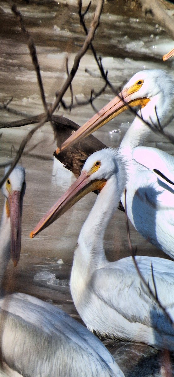 Nashornpelikan - ML647192358