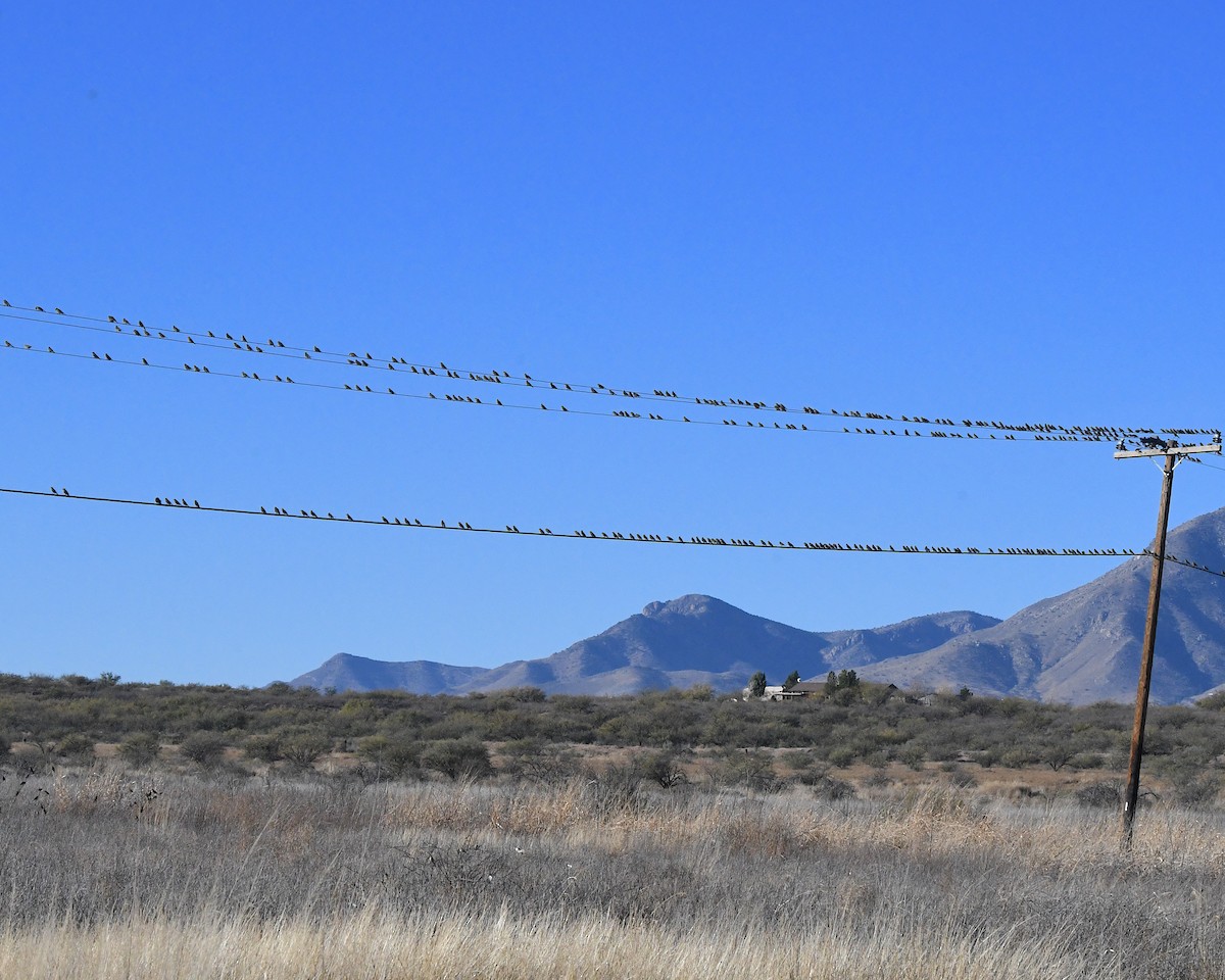 Rotflügelstärling - ML647192359