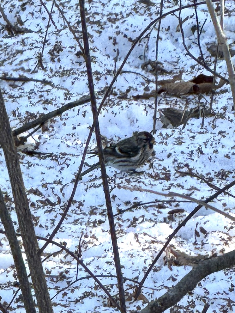 Birkenzeisig - ML647192363