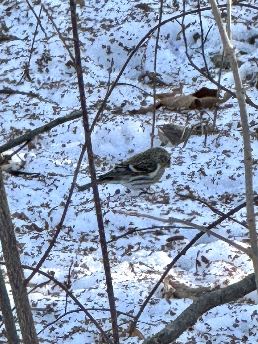 Birkenzeisig - ML647192364