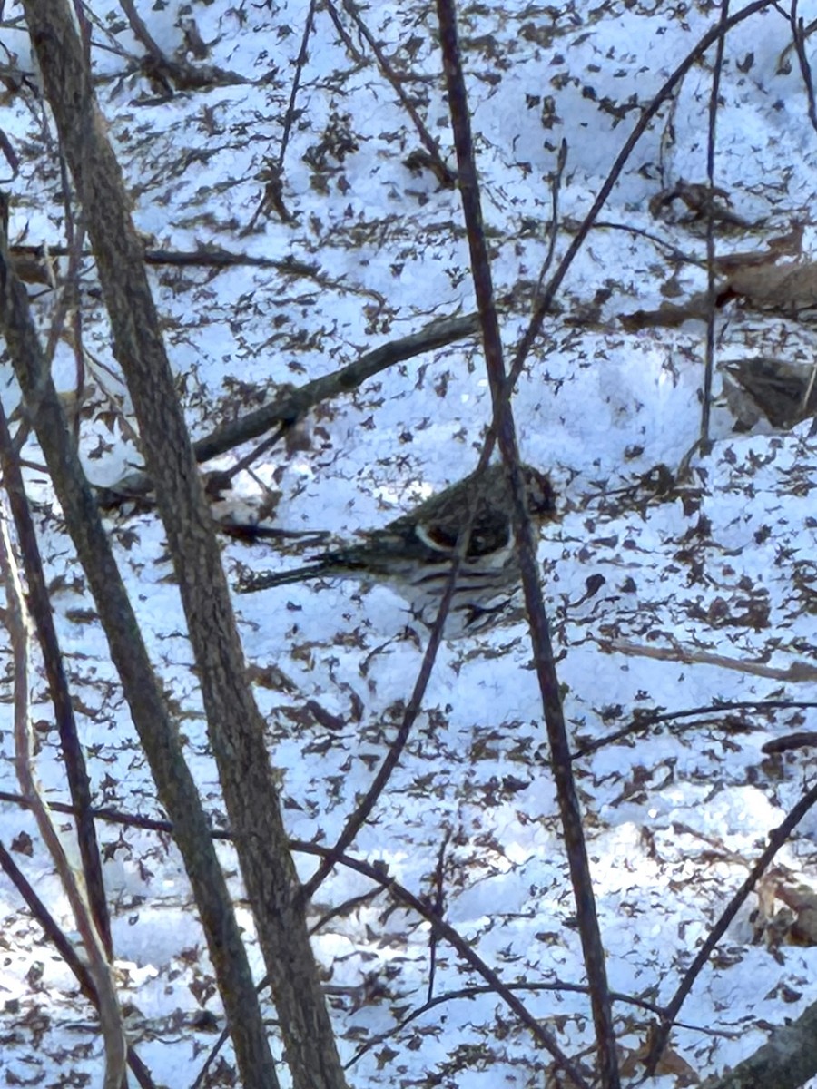 Birkenzeisig - ML647192365