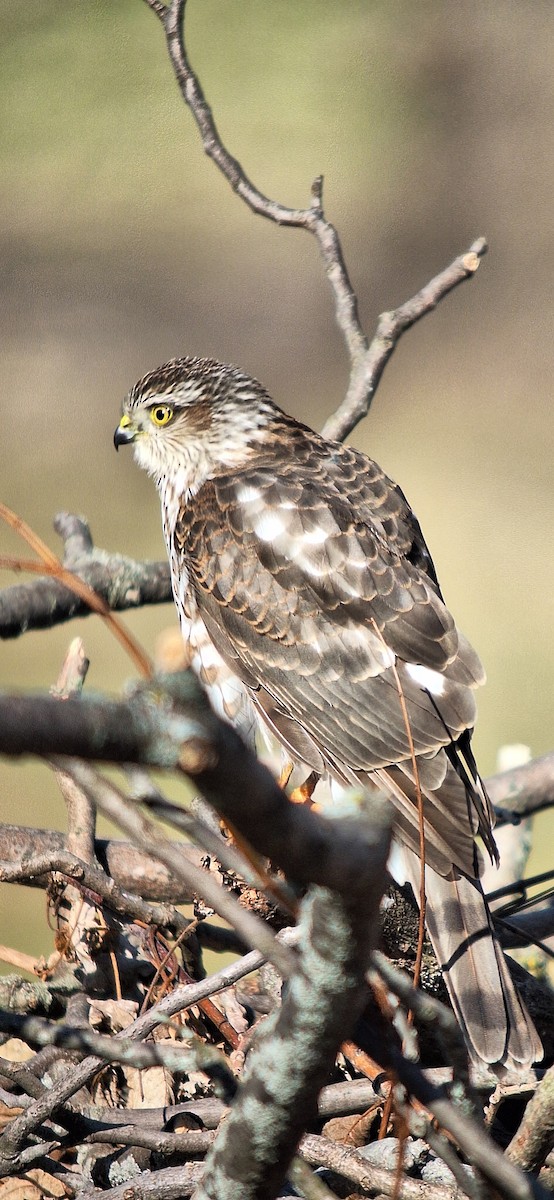 Eckschwanzsperber - ML647192367