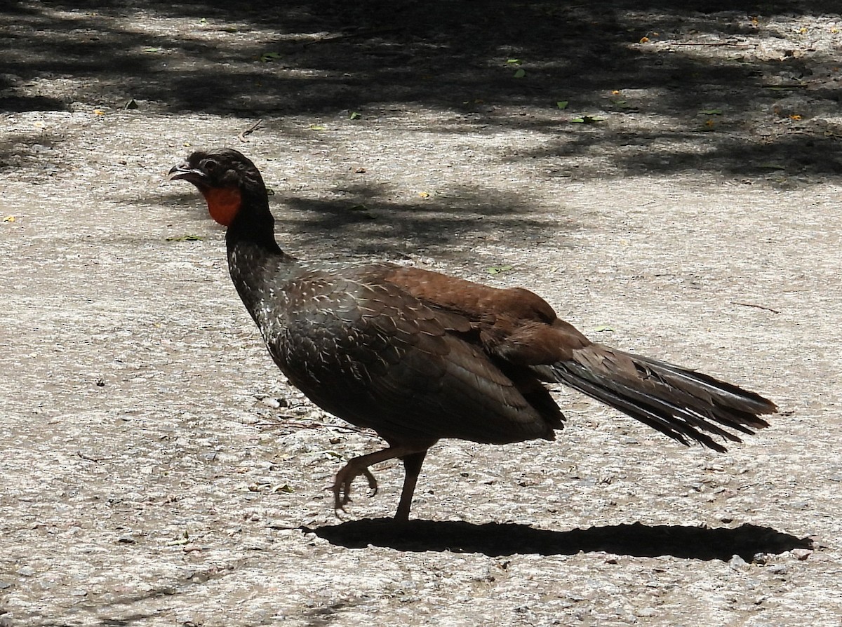 Bronzeguan - ML647192368