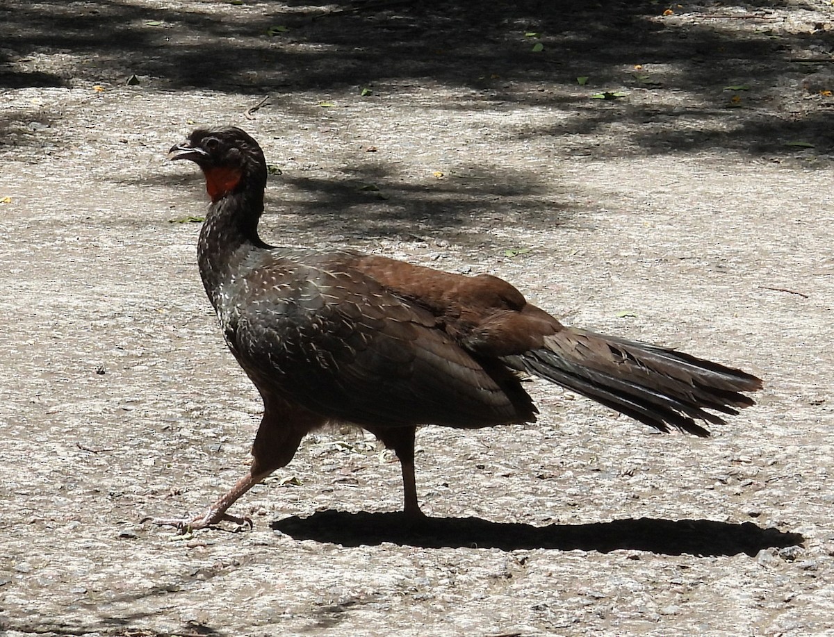 Bronzeguan - ML647192369