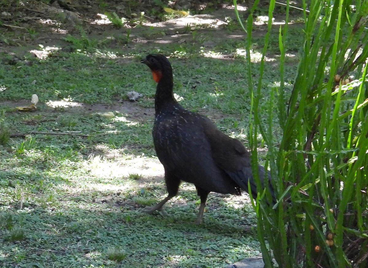 Bronzeguan - ML647192370