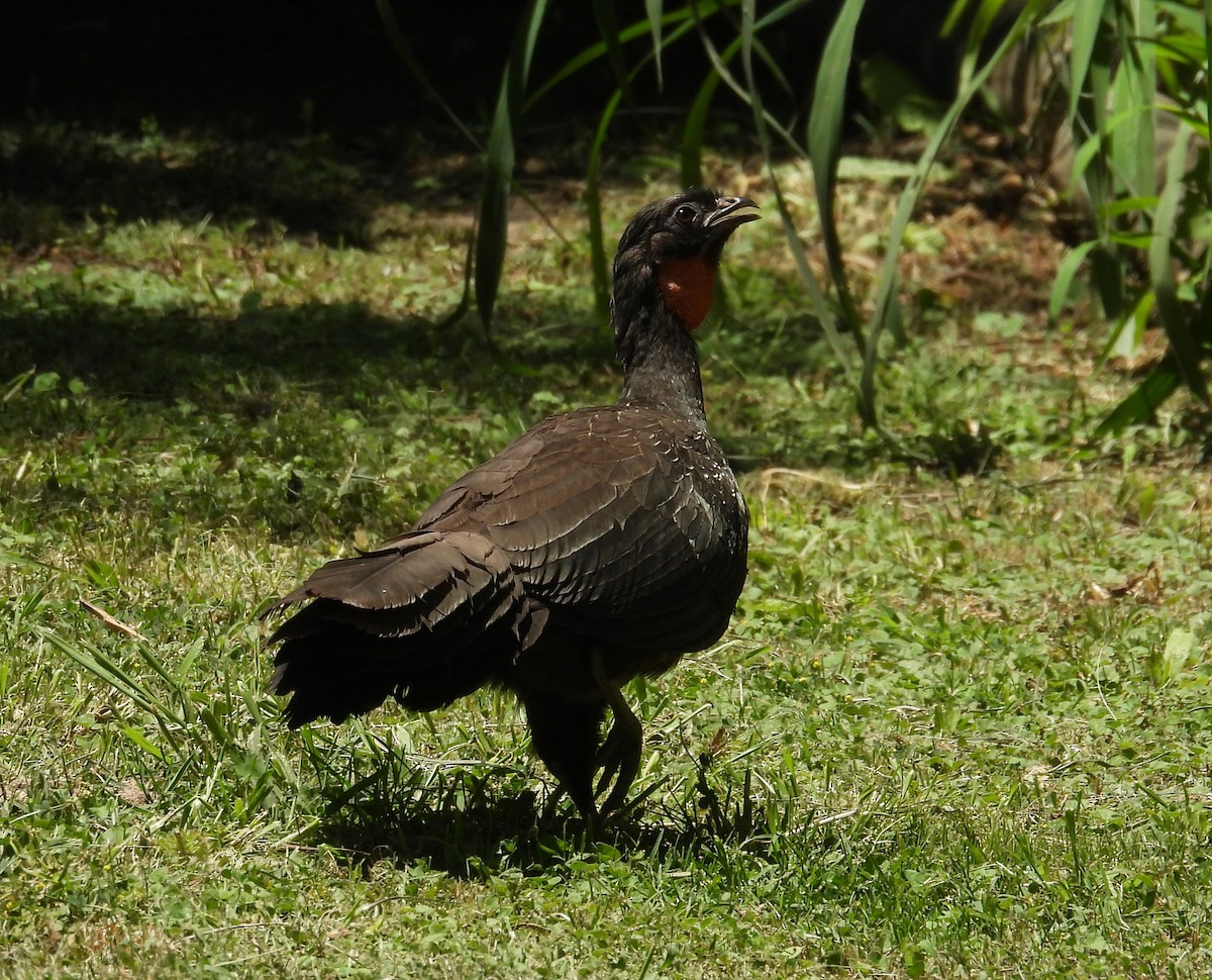 Bronzeguan - ML647192371