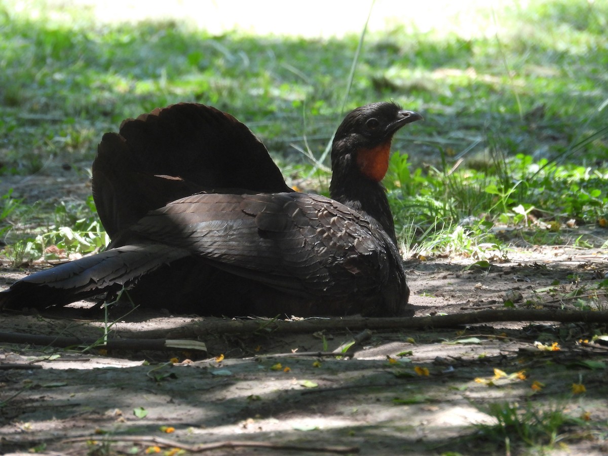 Bronzeguan - ML647192372