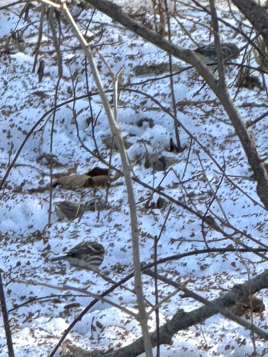 Birkenzeisig - ML647192373