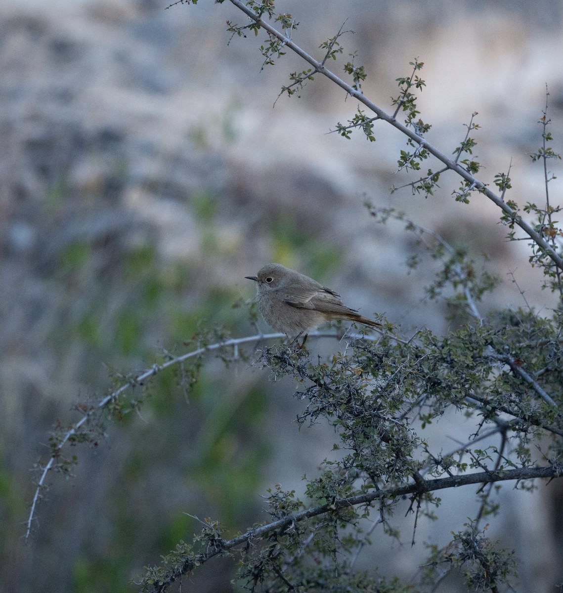 Hausrotschwanz - ML647192377