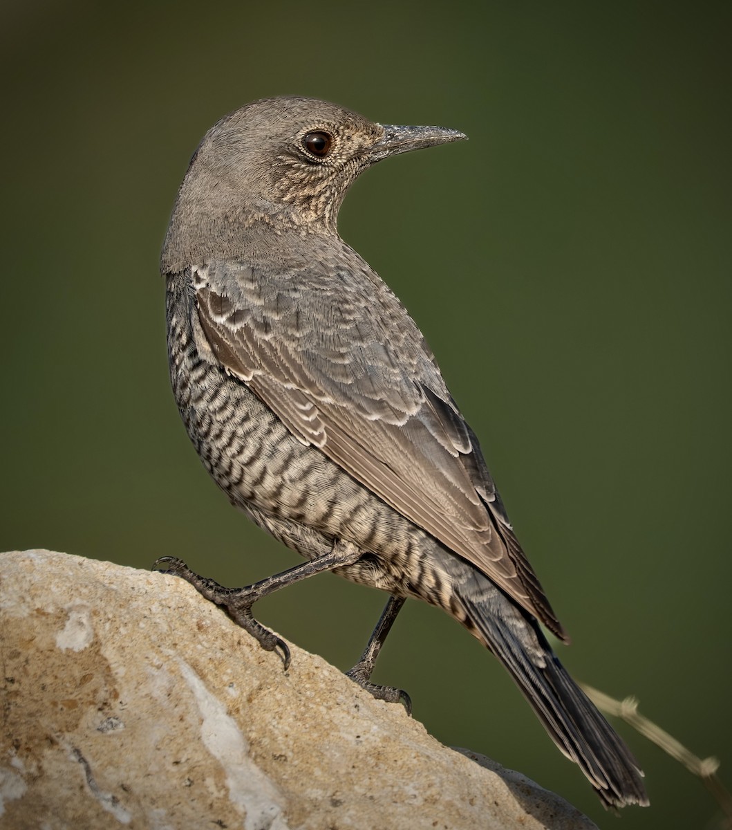 Blaumerle - ML647192378