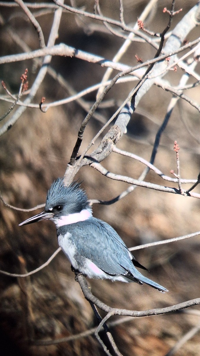 Gürtelfischer - ML647192379